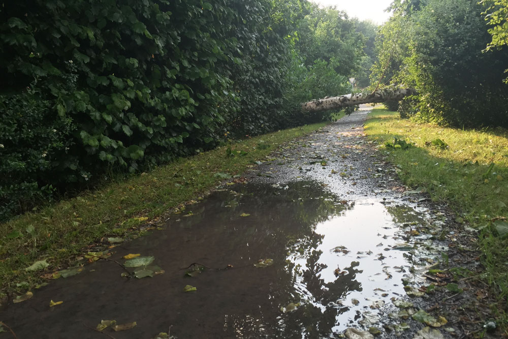 osternburg_baum_kipp_auf_weg