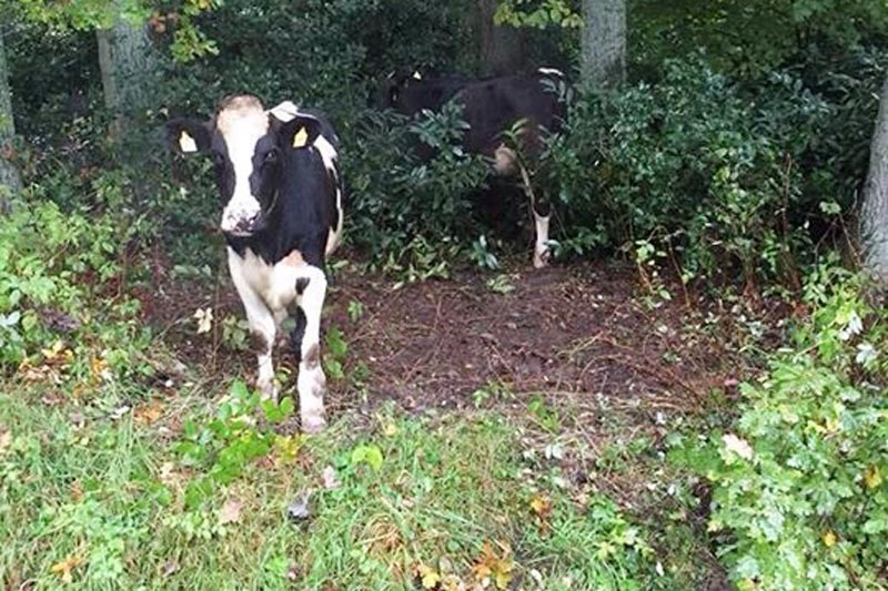 Da staunten ein Bürger in Westerholtsfelde nicht schlecht, als mehrere Kühe in seinem Vorgarten standen. Mehrere Jungkühe waren in der Nacht von einer Weide in Neuenkruge ausgebüxt und entlang der Hauptstraße in Westerholtsfelde in Richtung Ofen gewandert